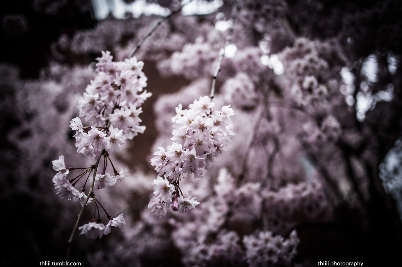 tumblr_mlh5llGUDI1s4cmmwo1_1280