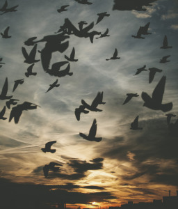 tumblr_n2fry5ldEB1qb97bpo1_1280